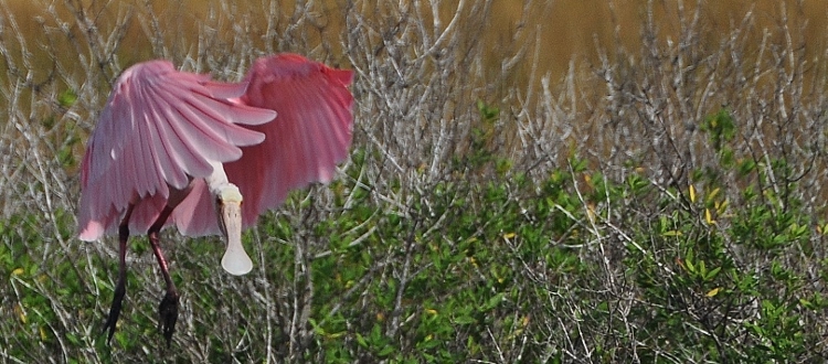 spoonbills